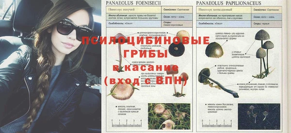 дмт Алзамай